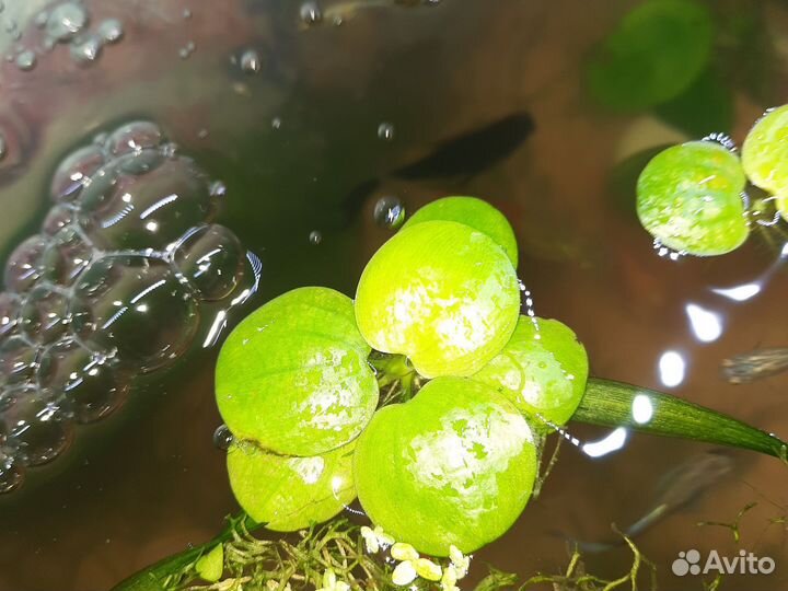 Аквариумные растения, прополка