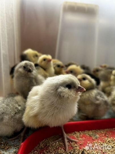 Цыплята инкубационное яйцо