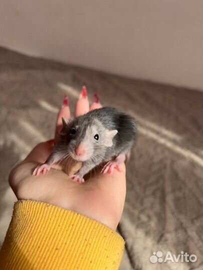 Очаровательные крысята Дамбо, Рекс