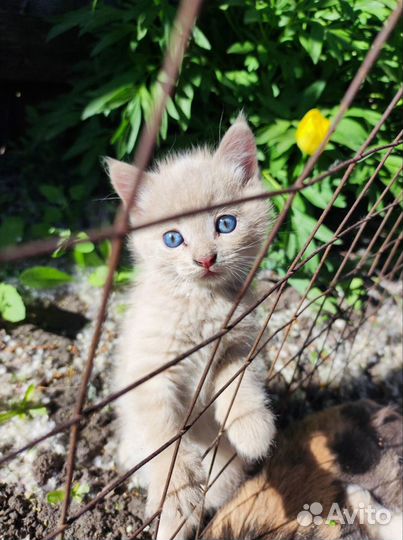 Кошки в добрые руки бесплатно