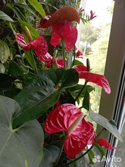 Глаксынья, Алое, фикус, каланхоэ, толстянка