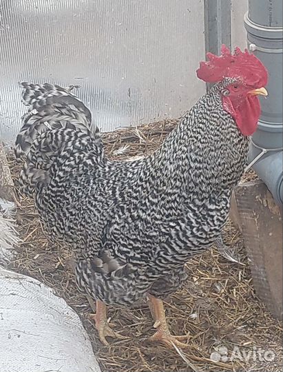 Петухи молодые