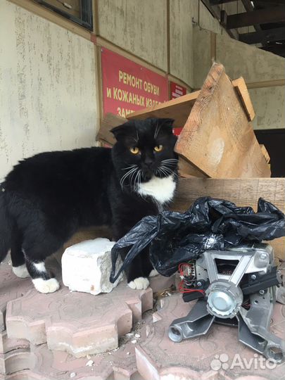 Ремонт стиральных и посудомоечных машин