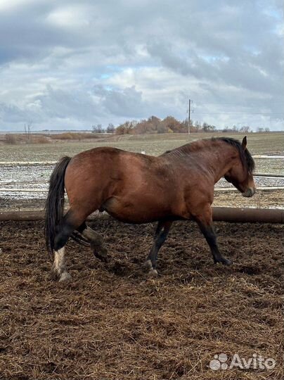Жеребцы производители