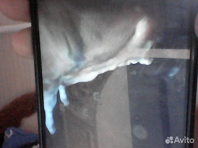 Телята бычки