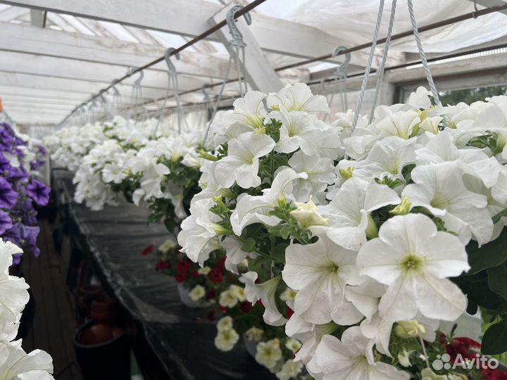 Ампельная петуния в кашпо