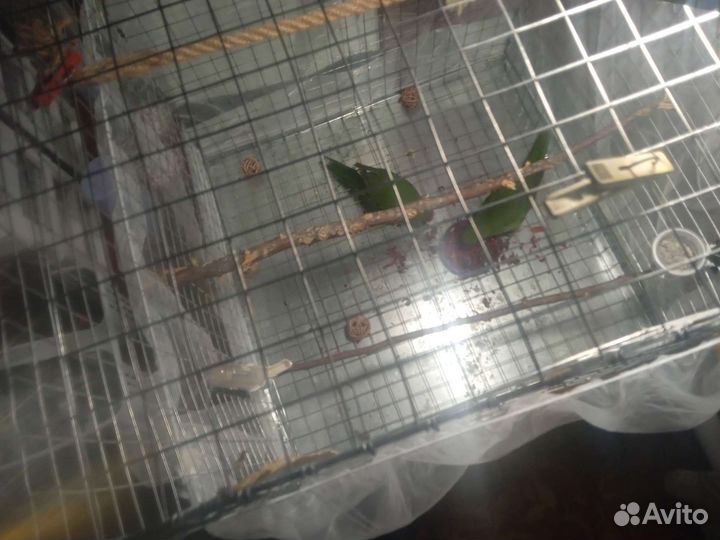 Клетка для попугая шиншиллы кролика белки