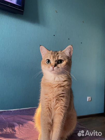 Британская золотая шиншилла