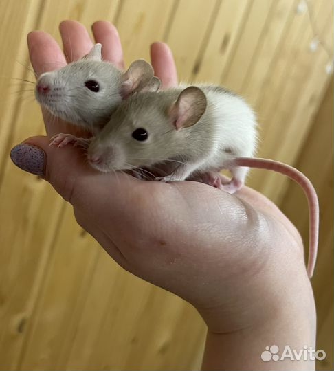 Крысята дамбо