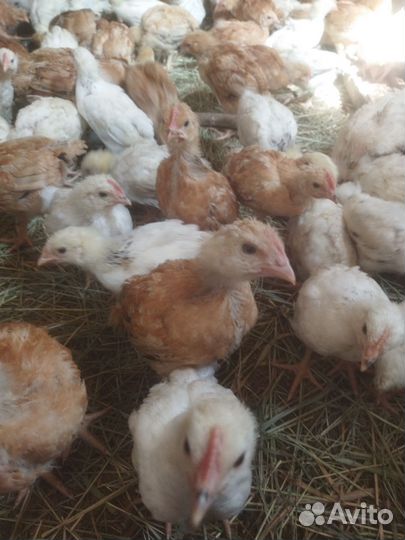 Цыплята несушки ломан браун