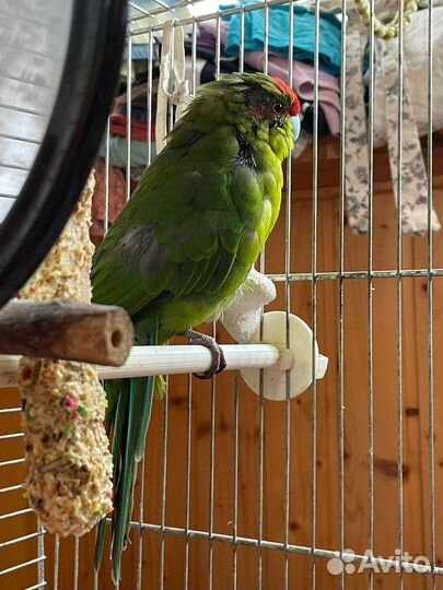 Новозеландский попугай Какарик