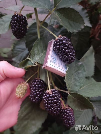 Саженцы ежевика