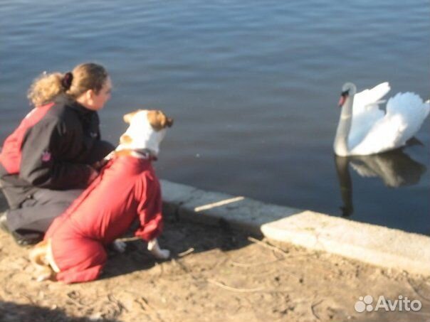 Домашняя гостиница для собак. Выгул собак