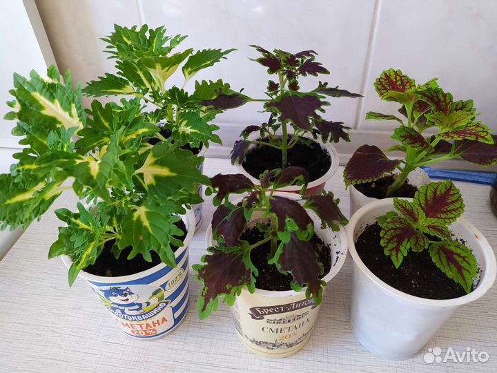 Молодые колеусы