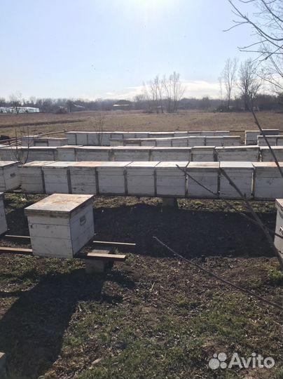 Прополис пчелиный