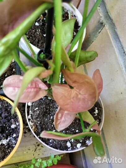 Сингониумы сортовые