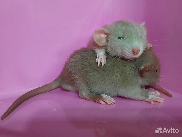 Крысы Dumbo. Сиамские крысята (Дамбо)