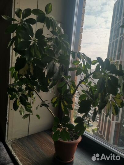 Шефлера цветок в офис