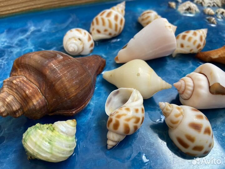 Ракушки в аквариум