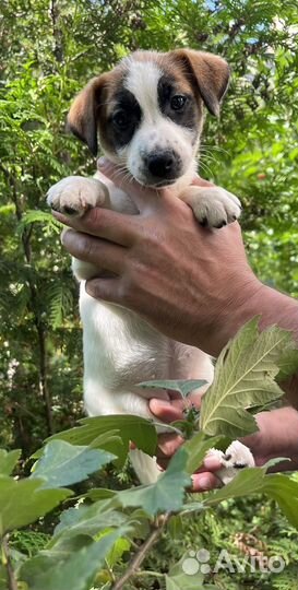 Джек рассел терьер