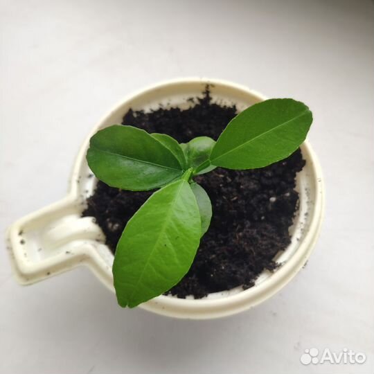 Алоэ, кактус, абрикос, бегония