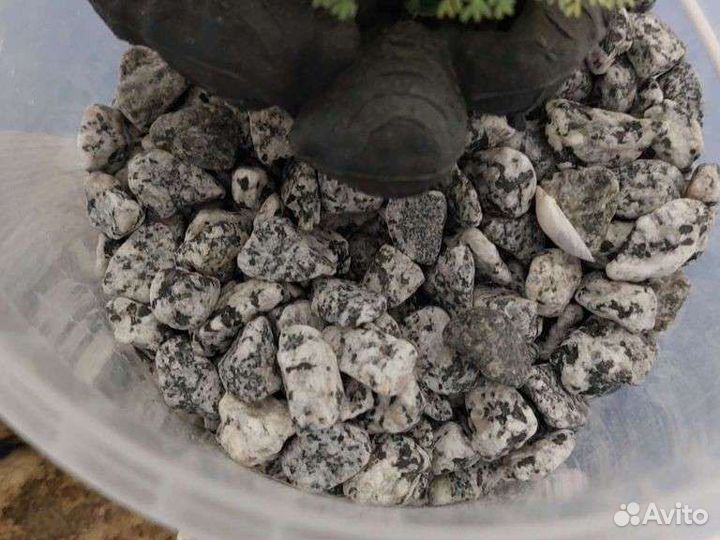 Набор для аквариума, Водоросли, ракушки и камни