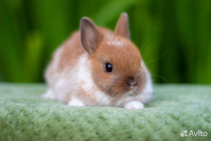 Кролик минор декоративный 200 грамм