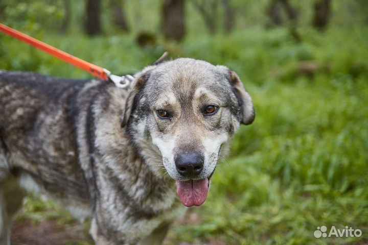 Пëс Боцман в добрые ответственные руки