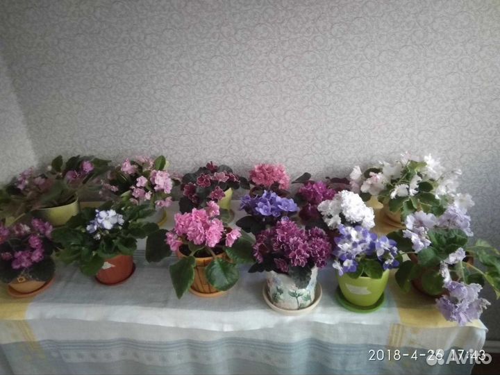 Фиалки, цветы