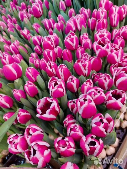 Луковицы тюльпанов