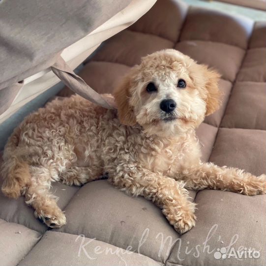 Мальтипу F1 девочка и пекапу ф2 мальчик