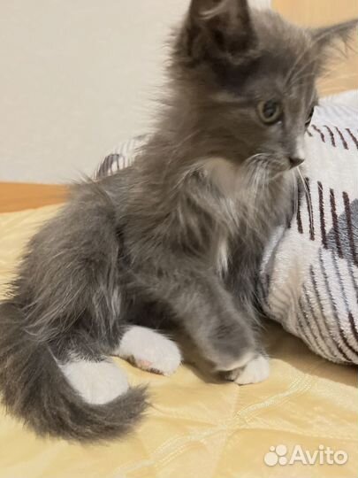 Котята в добрые руки мальчики