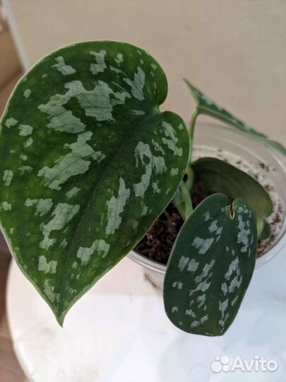 Сциндапсус пиктус