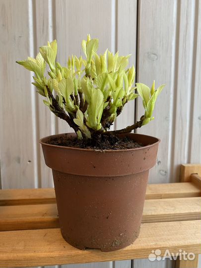 Гортензия крупнолистная Пинк Сенсейшн