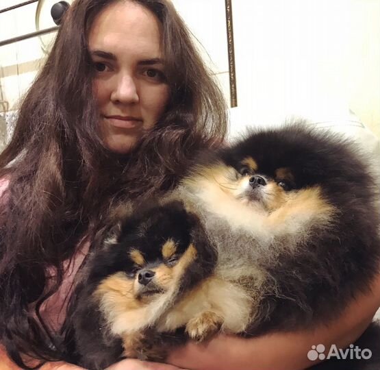 Померанский шпиц чёрно- подпалый и мрамор