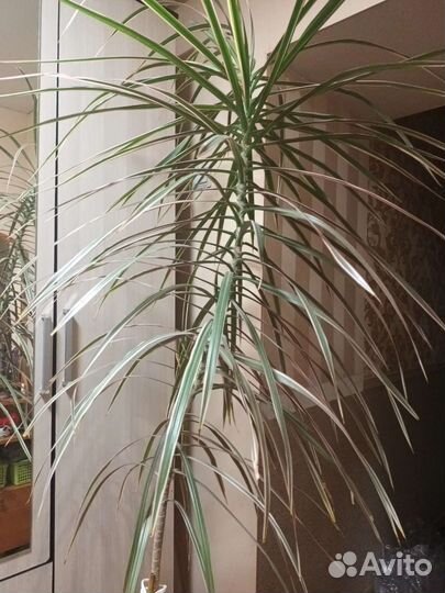Драцена маргината пальма 2 м