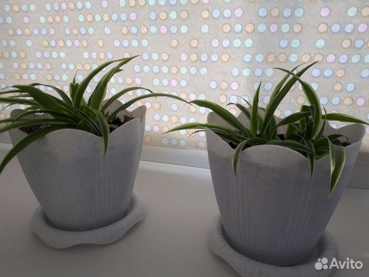 Хлорофитум