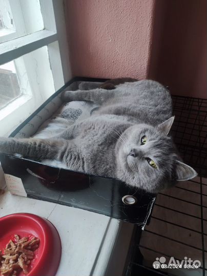 Кошки в добрые руки