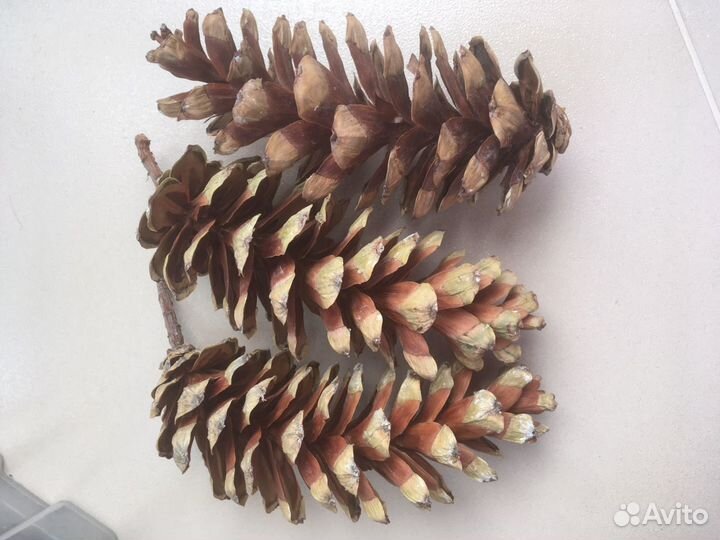 Шишки веймутовой сосны