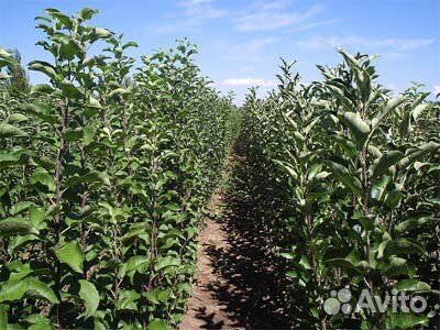 Саженцы яблонь с зкс