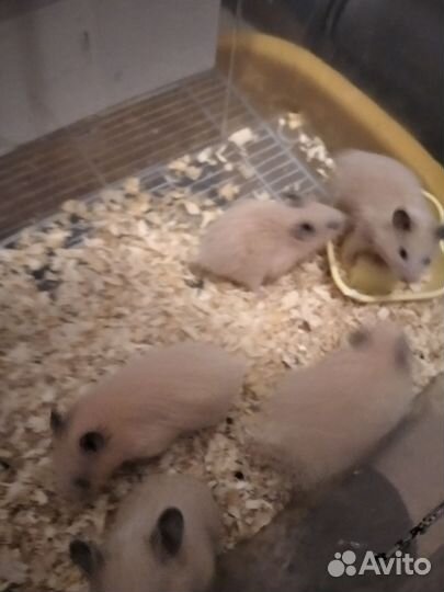 Сирийский хомяк малыш