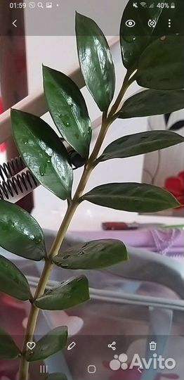 Замиокулькас