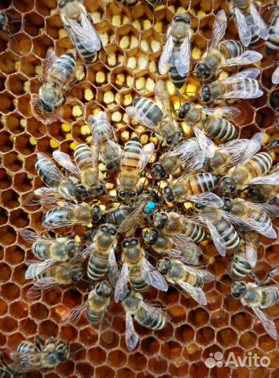 Пчелопакет Карника, Карпатка (пчелы )