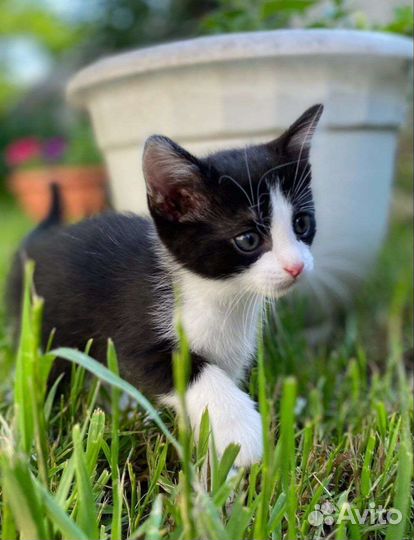 Котенок мальчик