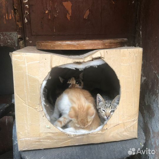 Котята в добрые руки