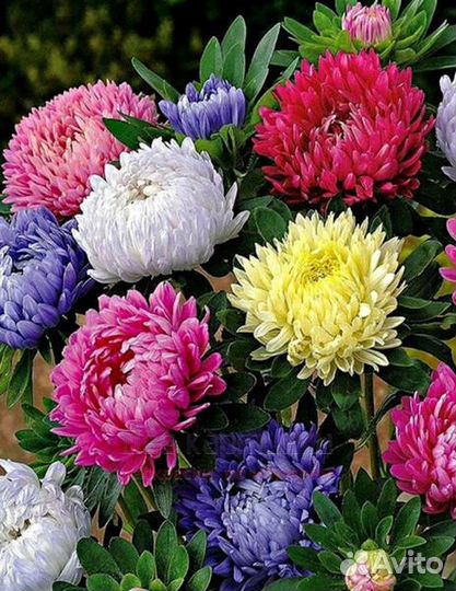 Картина по номерам 30x40 Разноцветные астры на клу