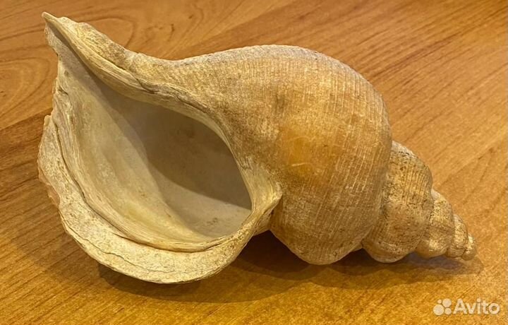 Коралл Искусственные растения в аквариум, интерьер