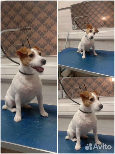 Стрижка собак и кошек тримминг