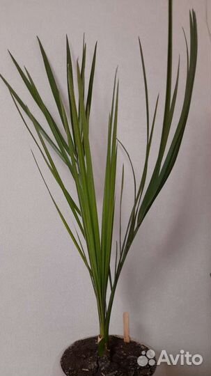 Финиковая пальма