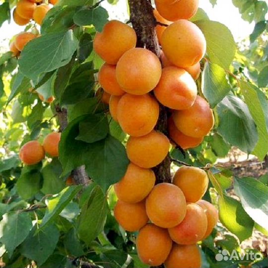 Абрикос колонновидный Принц Март саженец 2-х летка